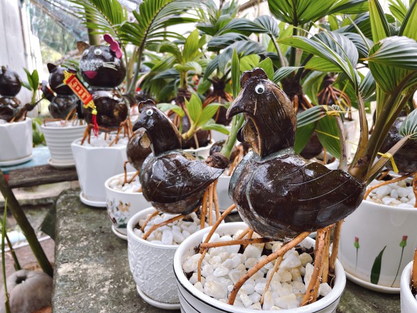 Bội thu nhờ bán "dừa bonsai" trưng Tết, chưa kịp dọn hàng đã bán hết bay
