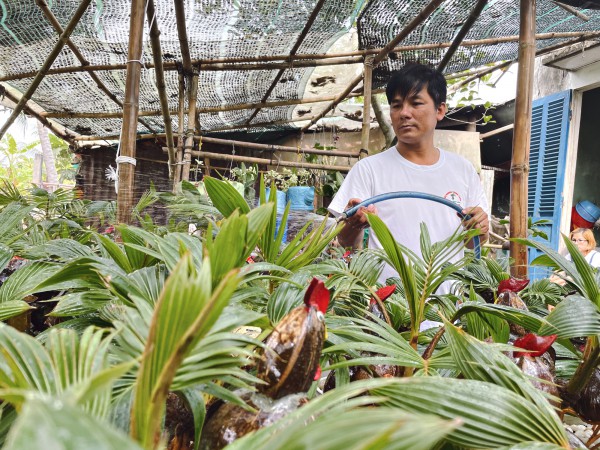 Bội thu nhờ bán "dừa bonsai" trưng Tết, chưa kịp dọn hàng đã bán hết bay Bội thu nhờ bán "dừa bonsai" trưng Tết, chưa kịp dọn hàng đã bán hết bay