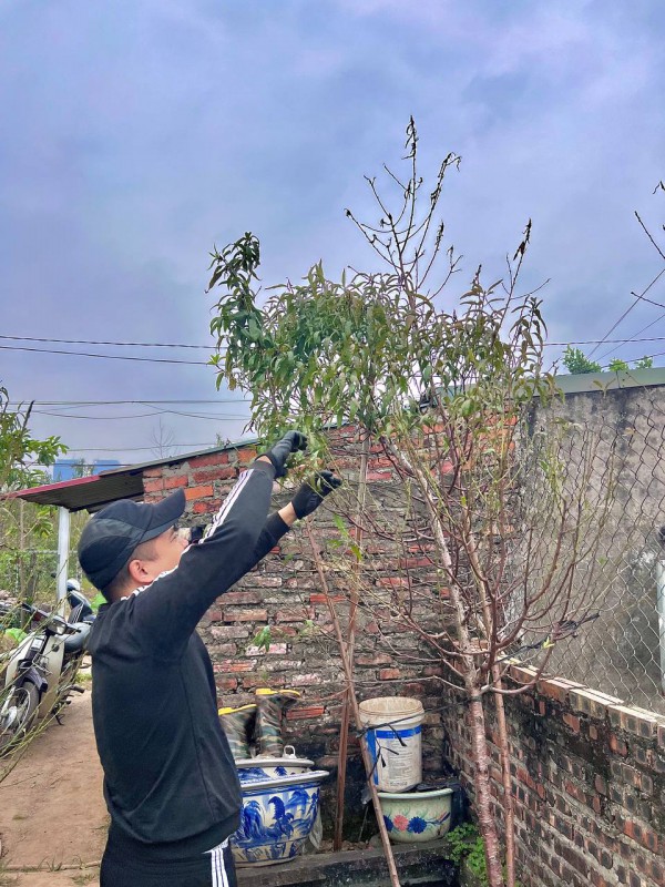 Cách chăm sóc hoa đào ngày Tết từ lời khuyên của chủ vườn đào ở Nhật Tân Cách chăm sóc hoa đào ngày Tết từ lời khuyên của chủ vườn đào ở Nhật Tân