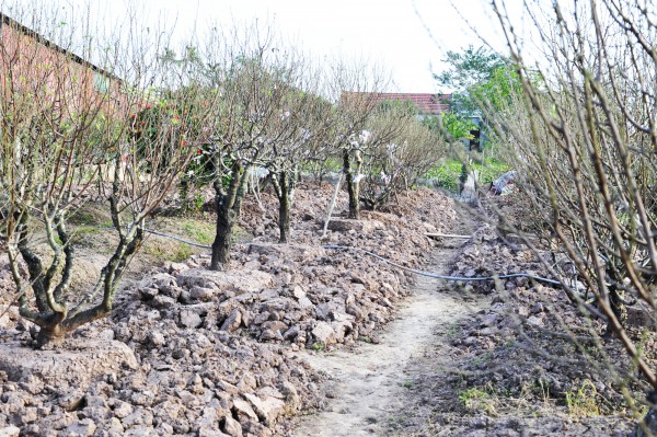 Chăm sóc đào "ký gửi" thu nhập hàng trăm triệu