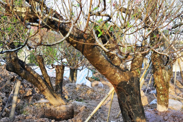 Chăm sóc đào "ký gửi" thu nhập hàng trăm triệu