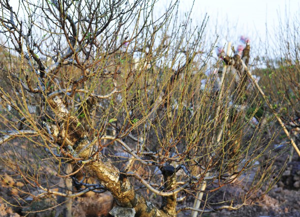 Chăm sóc đào "ký gửi" thu nhập hàng trăm triệu