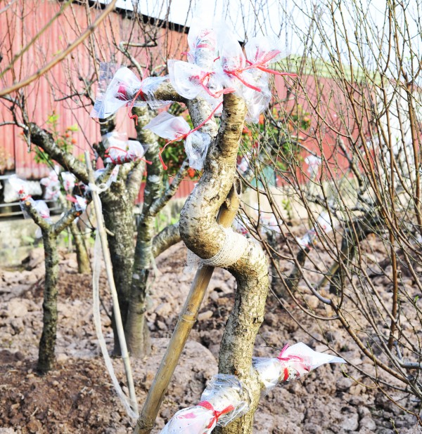 Chăm sóc đào "ký gửi" thu nhập hàng trăm triệu