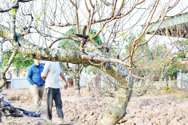 Chăm sóc đào "ký gửi" thu nhập hàng trăm triệu