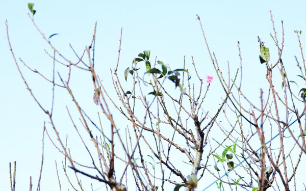 Chăm sóc đào "ký gửi" thu nhập hàng trăm triệu