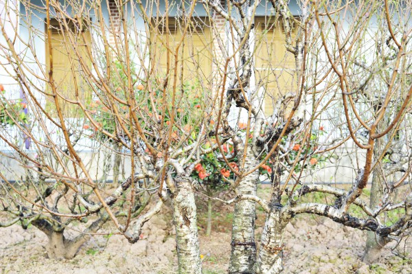 Chăm sóc đào "ký gửi" thu nhập hàng trăm triệu