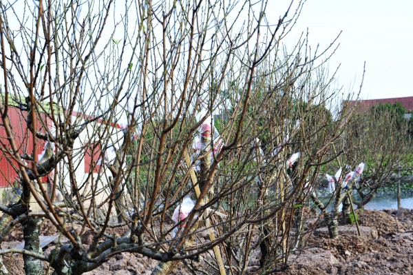 Chăm sóc đào "ký gửi" thu nhập hàng trăm triệu