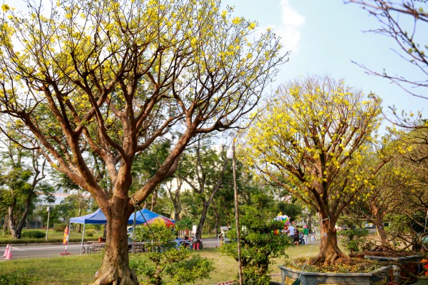 Chiêm ngưỡng mai vàng "khủng" giá 4 tỉ tại chợ hoa phố nhà giàu TP.HCM Chiêm ngưỡng mai vàng "khủng" giá 4 tỉ tại chợ hoa phố nhà giàu TP.HCM