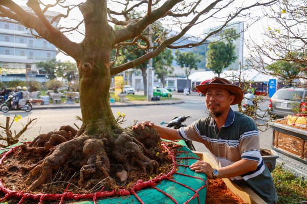 Chiêm ngưỡng mai vàng "khủng" giá 4 tỉ tại chợ hoa phố nhà giàu TP.HCM Chiêm ngưỡng mai vàng "khủng" giá 4 tỉ tại chợ hoa phố nhà giàu TP.HCM