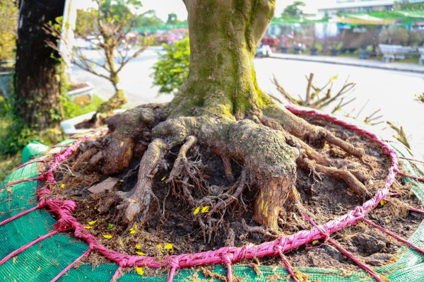 Chiêm ngưỡng mai vàng "khủng" giá 4 tỉ tại chợ hoa phố nhà giàu TP.HCM Chiêm ngưỡng mai vàng "khủng" giá 4 tỉ tại chợ hoa phố nhà giàu TP.HCM
