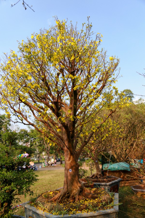 Chiêm ngưỡng mai vàng "khủng" giá 4 tỉ tại chợ hoa phố nhà giàu TP.HCM Chiêm ngưỡng mai vàng "khủng" giá 4 tỉ tại chợ hoa phố nhà giàu TP.HCM