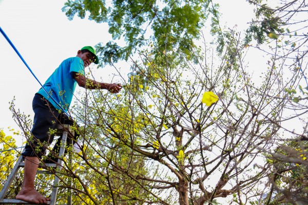 Chiêm ngưỡng mai vàng "khủng" giá 4 tỉ tại chợ hoa phố nhà giàu TP.HCM Chiêm ngưỡng mai vàng "khủng" giá 4 tỉ tại chợ hoa phố nhà giàu TP.HCM