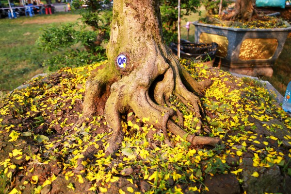 Chiêm ngưỡng mai vàng "khủng" giá 4 tỉ tại chợ hoa phố nhà giàu TP.HCM Chiêm ngưỡng mai vàng "khủng" giá 4 tỉ tại chợ hoa phố nhà giàu TP.HCM