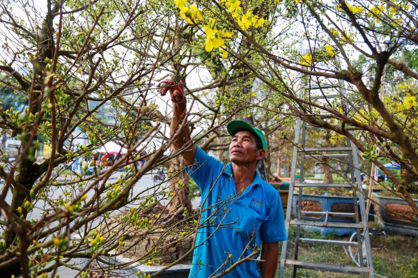 Chiêm ngưỡng mai vàng "khủng" giá 4 tỉ tại chợ hoa phố nhà giàu TP.HCM
