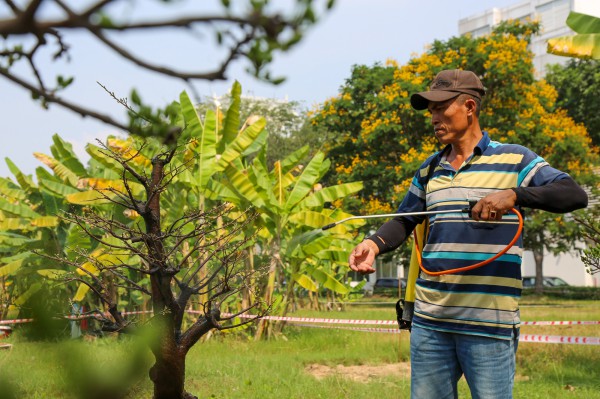 Chiêm ngưỡng mai vàng "khủng" giá 4 tỉ tại chợ hoa phố nhà giàu TP.HCM