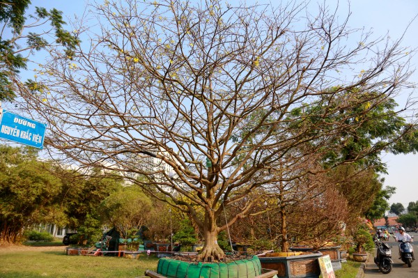 Chiêm ngưỡng mai vàng "khủng" giá 4 tỉ tại chợ hoa phố nhà giàu TP.HCM Chiêm ngưỡng mai vàng "khủng" giá 4 tỉ tại chợ hoa phố nhà giàu TP.HCM