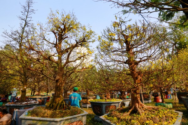 Chiêm ngưỡng mai vàng "khủng" giá 4 tỉ tại chợ hoa phố nhà giàu TP.HCM Chiêm ngưỡng mai vàng "khủng" giá 4 tỉ tại chợ hoa phố nhà giàu TP.HCM