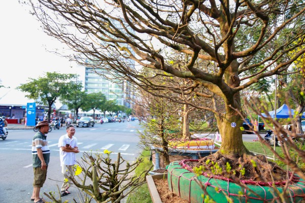 Chiêm ngưỡng mai vàng "khủng" giá 4 tỉ tại chợ hoa phố nhà giàu TP.HCM Chiêm ngưỡng mai vàng "khủng" giá 4 tỉ tại chợ hoa phố nhà giàu TP.HCM