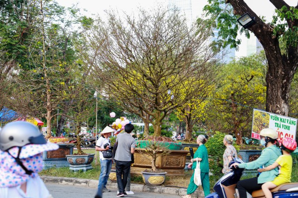Chiêm ngưỡng mai vàng "khủng" giá 4 tỉ tại chợ hoa phố nhà giàu TP.HCM Chiêm ngưỡng mai vàng "khủng" giá 4 tỉ tại chợ hoa phố nhà giàu TP.HCM