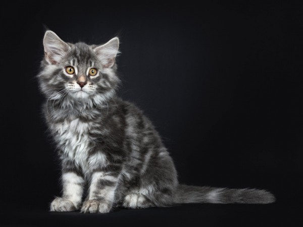 Chiêm ngưỡng những giống mèo đắt đỏ nhất thế giới