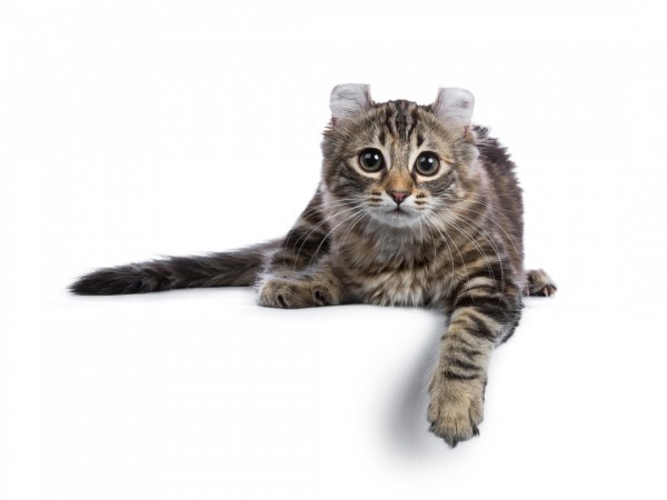 Chiêm ngưỡng những giống mèo đắt đỏ nhất thế giới