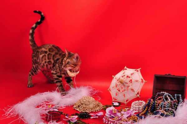 Chiêm ngưỡng những giống mèo đắt đỏ nhất thế giới