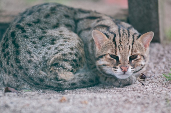 Chiêm ngưỡng những giống mèo đắt đỏ nhất thế giới