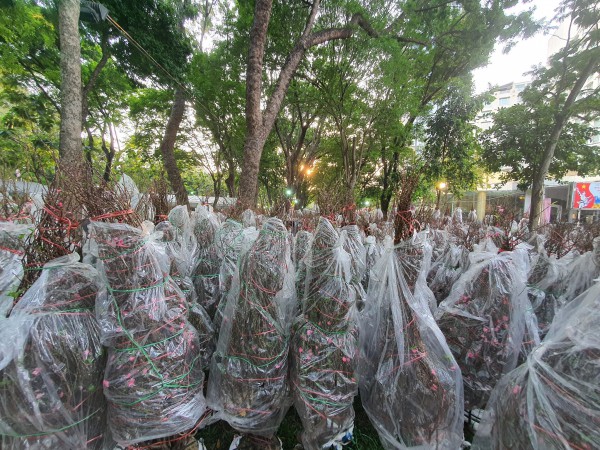 Chợ hoa tết TP.HCM chờ khách
