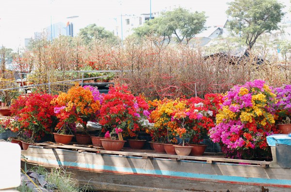 Chợ hoa 