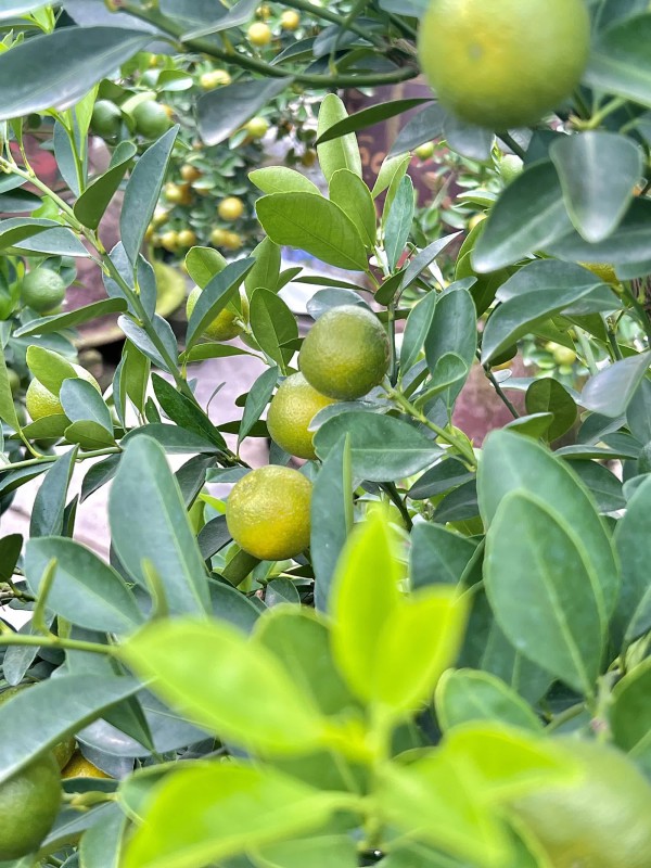 Chủ vườn ở làng quất Tứ Liên bày cách chăm sóc để cây vẫn luôn tươi tốt khi ở nhà