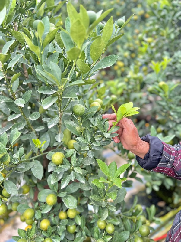 Chủ vườn ở làng quất Tứ Liên bày cách chăm sóc để cây vẫn luôn tươi tốt khi ở nhà