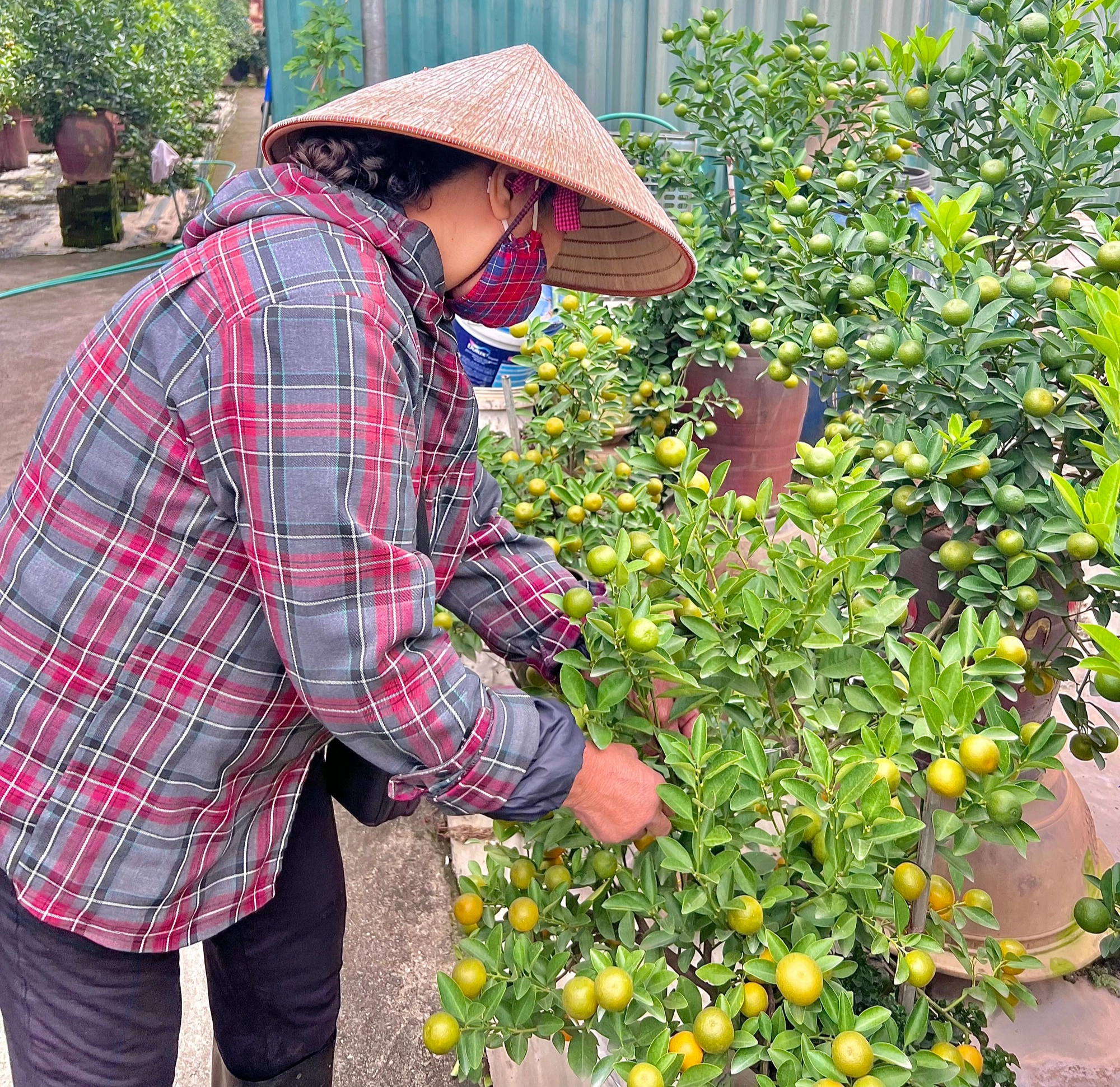 Chủ vườn ở làng quất Tứ Liên bày cách chăm sóc để cây vẫn luôn tươi tốt khi ở nhà