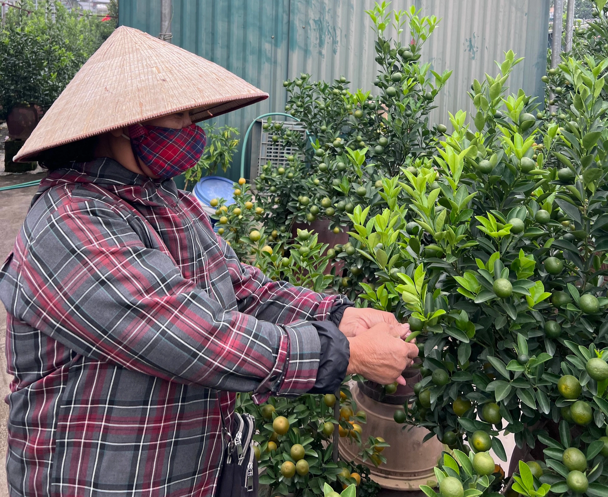 Chủ vườn ở làng quất Tứ Liên bày cách chăm sóc để cây vẫn luôn tươi tốt khi ở nhà