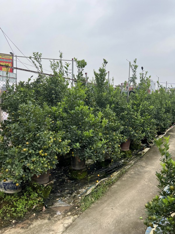 Chủ vườn ở làng quất Tứ Liên bày cách chăm sóc để cây vẫn luôn tươi tốt khi ở nhà