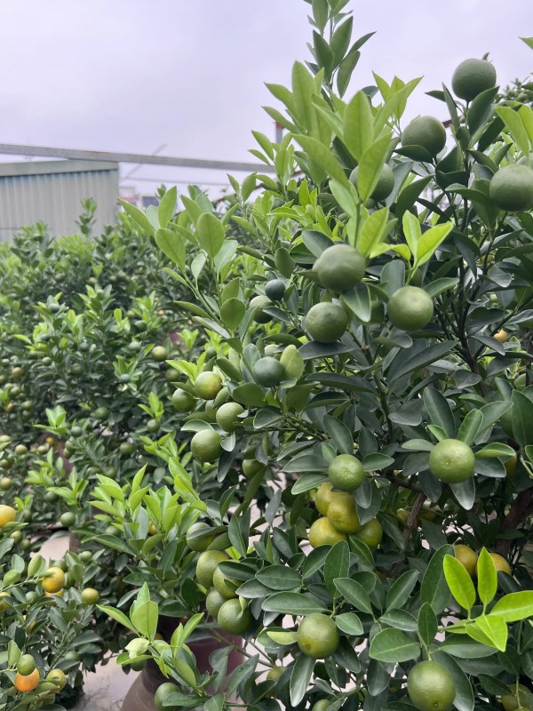 Chủ vườn ở làng quất Tứ Liên bày cách chăm sóc để cây vẫn luôn tươi tốt khi ở nhà