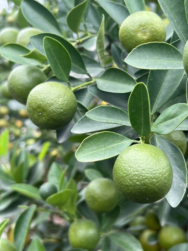 Chủ vườn ở làng quất Tứ Liên bày cách chăm sóc để cây vẫn luôn tươi tốt khi ở nhà