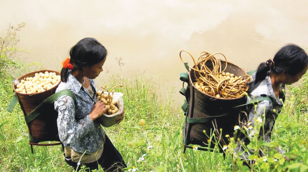 Cổ thụ lòn bon bên núi Chooih