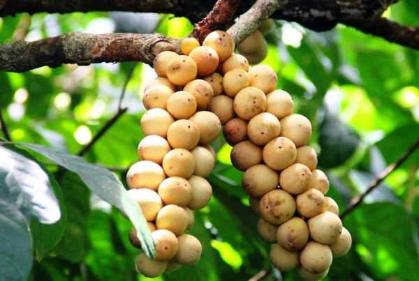 Cổ thụ lòn bon bên núi Chooih