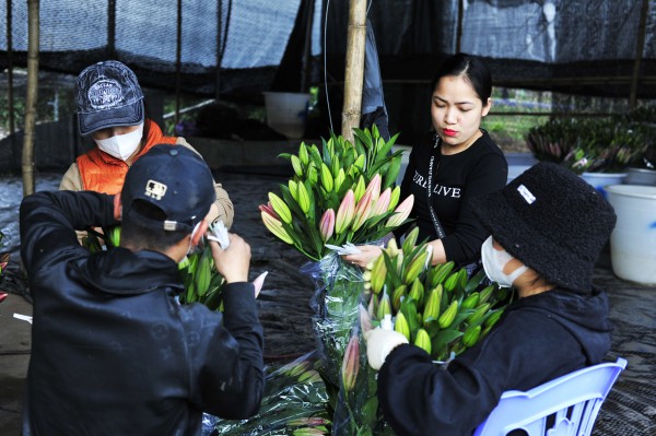 "Đại gia hoa Tết" ở Hà Nội tiếc nuối vì phải thu hoạch sớm "Đại gia hoa Tết" ở Hà Nội tiếc nuối vì phải thu hoạch sớm