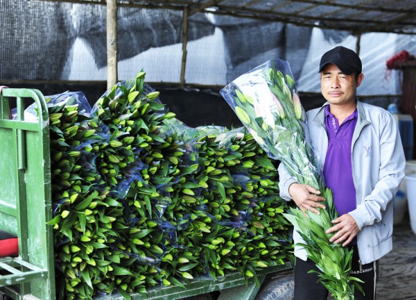 "Đại gia hoa Tết" ở Hà Nội tiếc nuối vì phải thu hoạch sớm