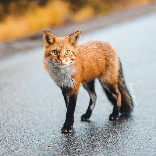 Điều gì xảy ra nếu mọi thứ đều có khuôn mặt mèo?