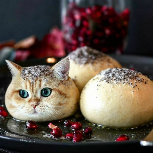 Điều gì xảy ra nếu mọi thứ đều có khuôn mặt mèo?