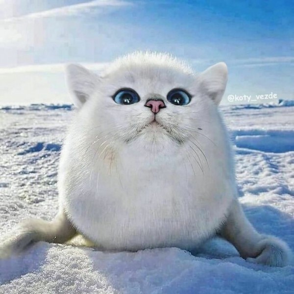 Điều gì xảy ra nếu mọi thứ đều có khuôn mặt mèo?