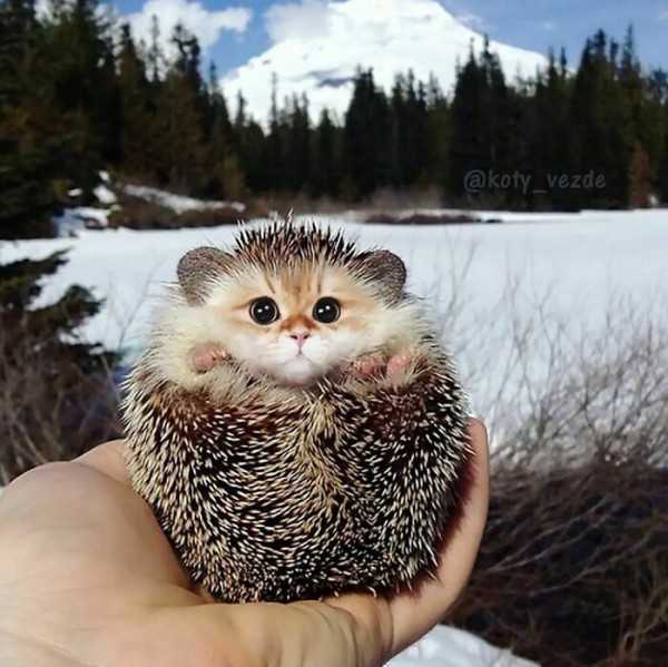 Điều gì xảy ra nếu mọi thứ đều có khuôn mặt mèo?