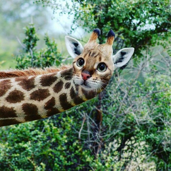 Điều gì xảy ra nếu mọi thứ đều có khuôn mặt mèo?