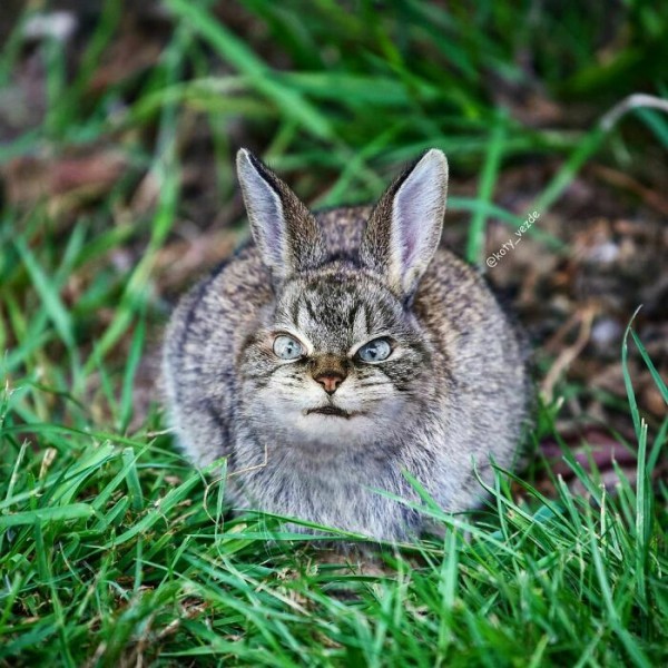 Điều gì xảy ra nếu mọi thứ đều có khuôn mặt mèo?