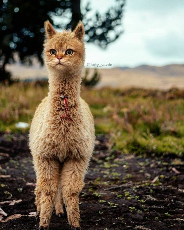 Điều gì xảy ra nếu mọi thứ đều có khuôn mặt mèo?