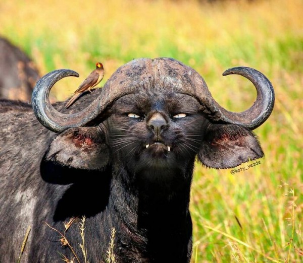 Điều gì xảy ra nếu mọi thứ đều có khuôn mặt mèo?