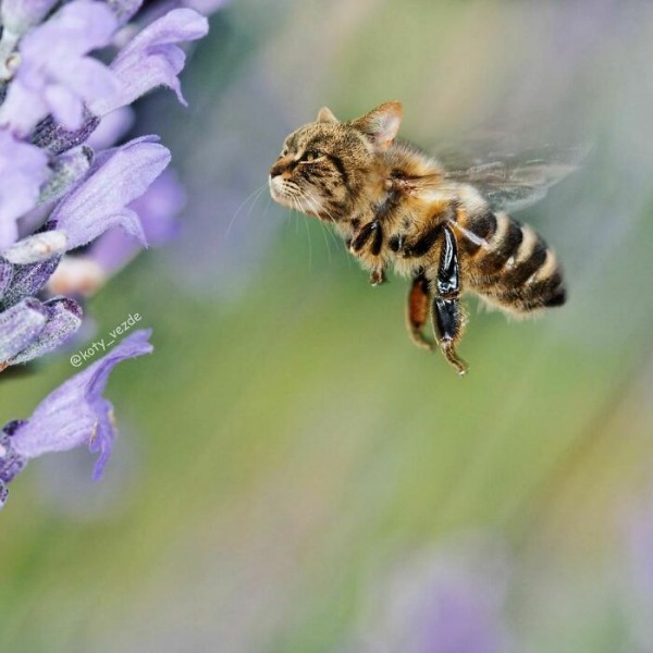 Điều gì xảy ra nếu mọi thứ đều có khuôn mặt mèo?