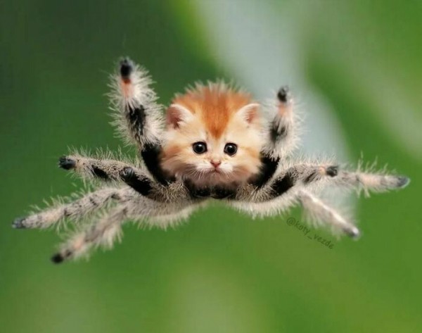 Điều gì xảy ra nếu mọi thứ đều có khuôn mặt mèo?